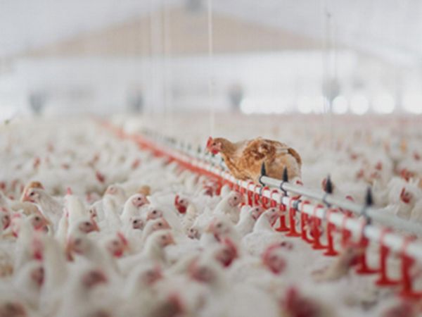 农业/养殖业供暖